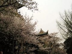 -武汉大学-樱园