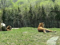 -沈阳森林动物园