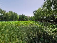 -莲湖公园