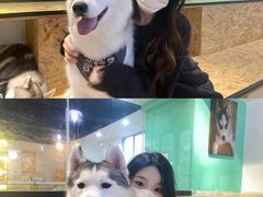 -Husky Go! 哈士奇体验馆·宠物咖啡厅狗咖