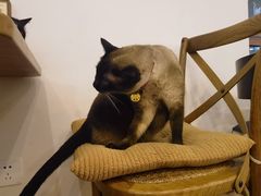 -有猫主题·治愈系猫咖(曾厝垵店)