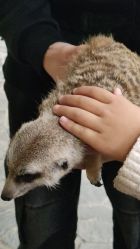 -Zoolung Zoolung动物主题公园(海信广场店)