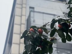 院子里柿子树-西安饭庄·非遗陕菜(钟楼店)