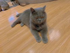 -啵啵喵·猫咖(攀华国际店)