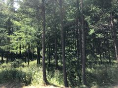 -塞罕坝国家级自然保护区