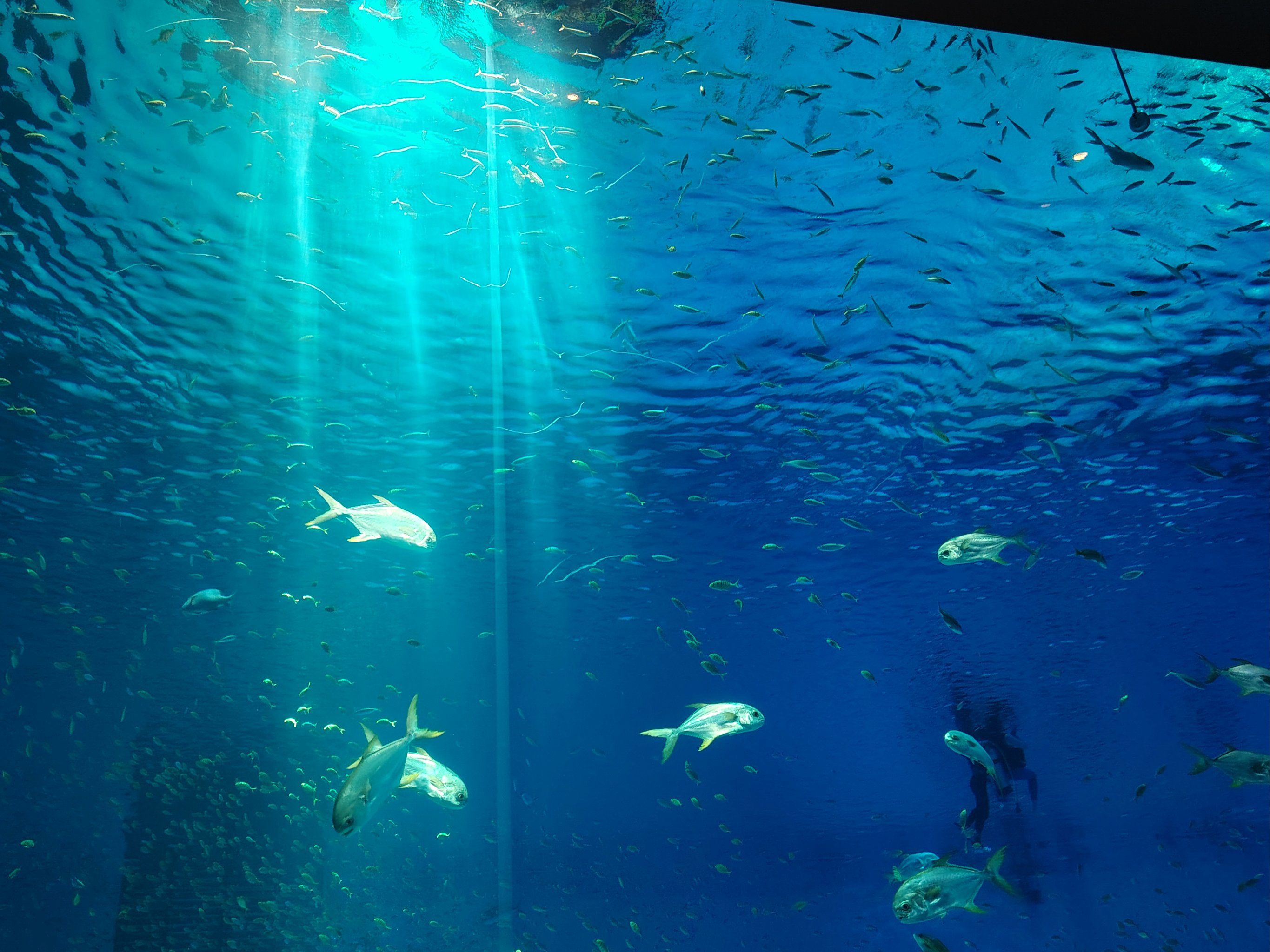 水下世界-海昌海洋公园