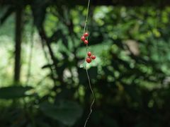 -广西壮族自治区药用植物园