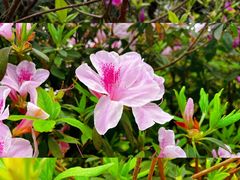 -梧桐山风景名胜区