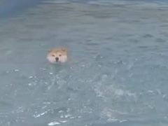 -多乐狗狗宠物训练工作室