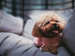 -百好乐宠物友好餐厅(朝外大街店)