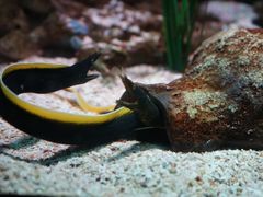 -暹罗海洋世界