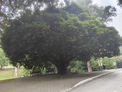 -槟城植物园