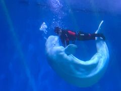 -芜湖新华联大白鲸海洋公园