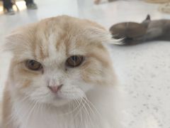 -喵园·猫主题咖啡厅·撸猫·猫咖(国贸店)