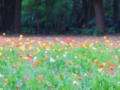 -上海共青森林公园