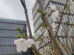 -星巴克(北京小米科技园1店)