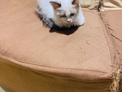 -藏猫猫咖啡主题馆(中央大道店)