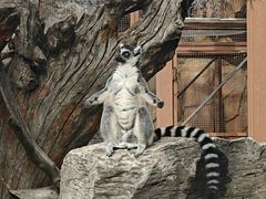 -石家庄市动物园