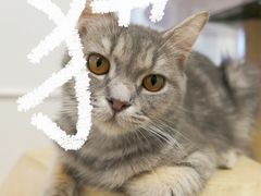 -楼上猫咖(罗湖店)