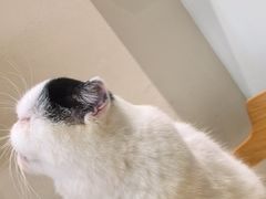 -藏猫猫咖啡主题馆(中央大道店)