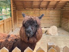 -鹅湖玫瑰文化园