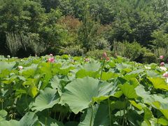 -白鹿原影视城