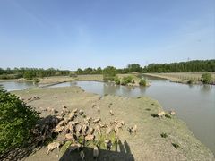 -溱湖国家湿地公园