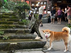 -青城甲(青城山店)