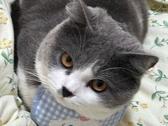 -瑞鹏宠物医院·骨科·猫科·内科(第一中心)
