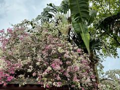 -深圳国际园林花卉博览园