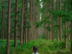 -黄海国家森林公园