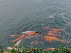 -珠海圆明新园
