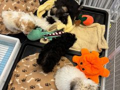-有喵·猫咖·狗咖·30几只猫10只小狗(岗厦店)