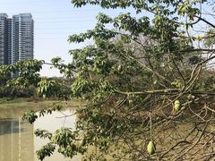 -广东花都湖国家湿地公园