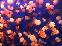 -成都浩海立方海洋公园