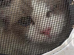 -宠颐生汉谟拉比宠物医院