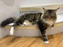 -COLOR PETS 撸猫馆·购猫·猫咖(长风大悦城店)