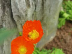-东莞植物园
