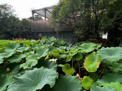 -陈家山荷花公园