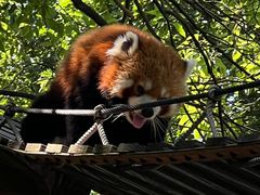 -上海野生动物园