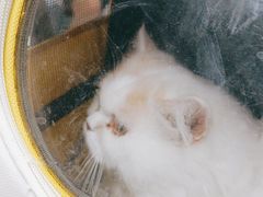 -达爱动物医院·犬猫分区·CT·复杂眼科(远洋山水分院)
