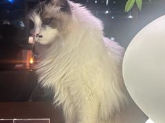 -咖法森林·咖啡  酒吧(天河店)