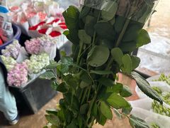 -合肥市裕丰花鸟虫鱼市场