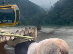 -栾川竹海野生动物园