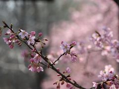 -顾村公园