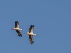 -盐城丹顶鹤湿地生态旅游区