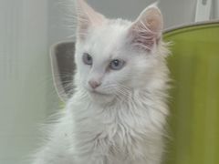 -青奢宠物·青奢猫舍