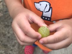 -马陆小张葡萄园农家乐