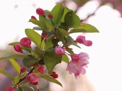-海棠花溪(元大都城垣遗址公园)