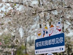 -顾村公园